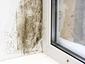 Mold Damage