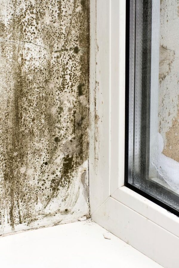 Mold Damage